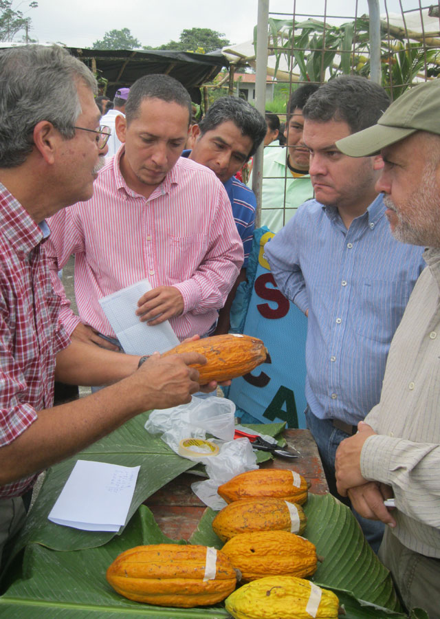 Judging the best cacao bean, Guayas province