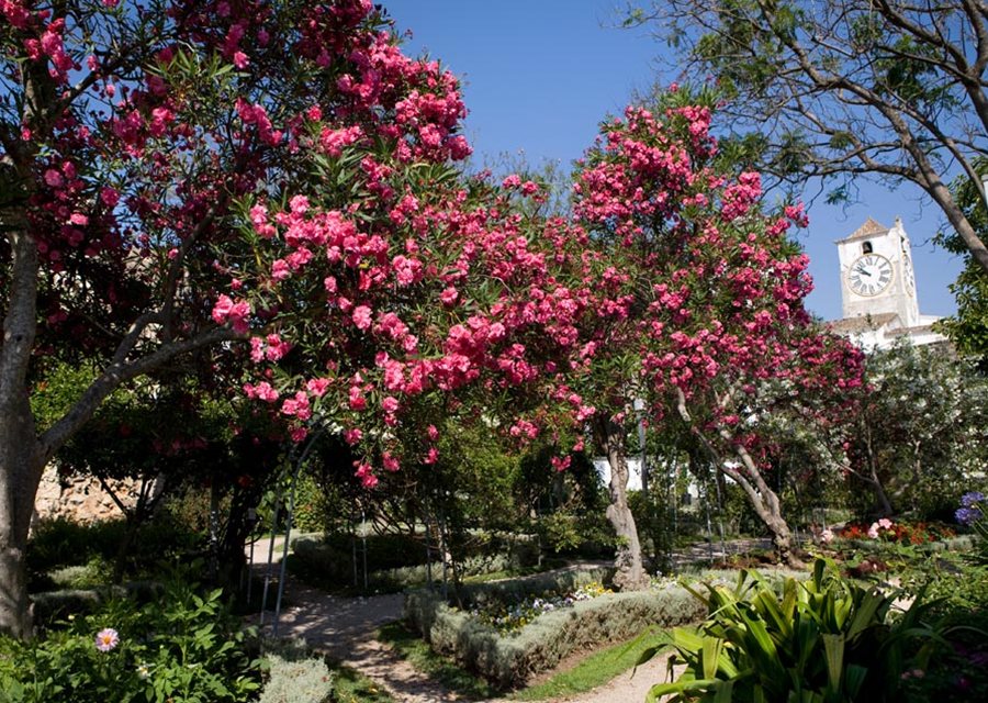 The balmy Algarve climate, (photo by Lydia Evans)