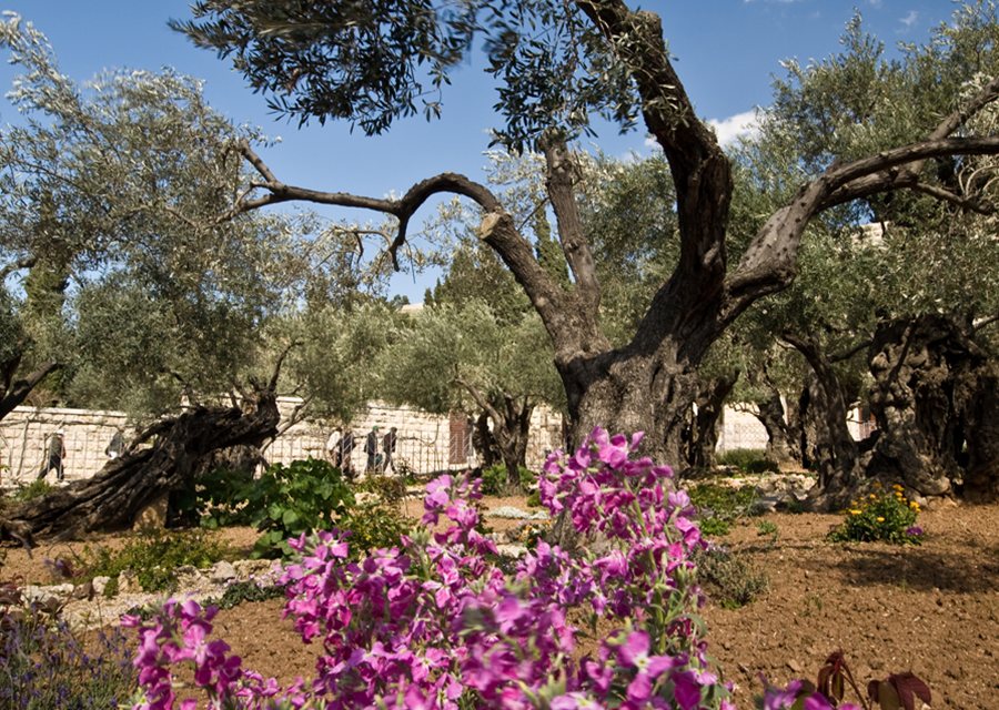 The Garden of Gethsemane, Jerusalem, (photo by Nowitz Photography)